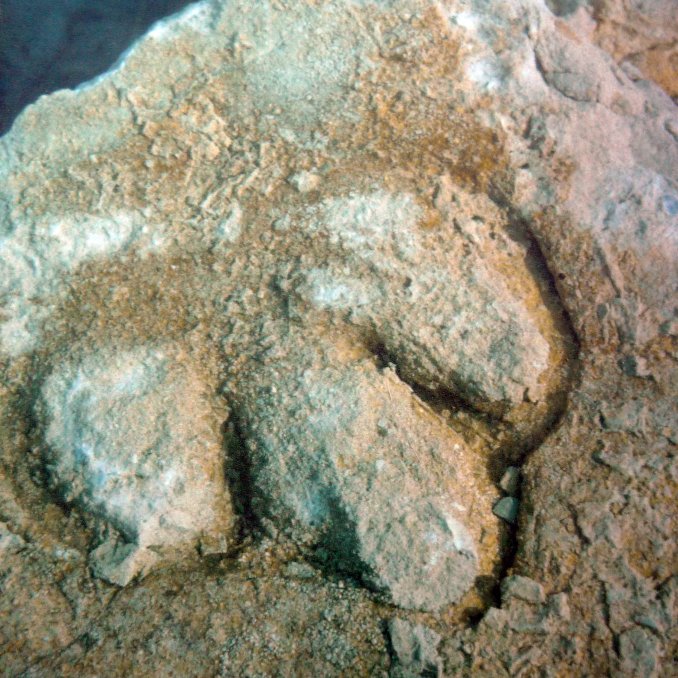 Iguanadon footprint